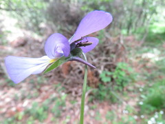 Viola bubanii