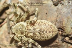Eusparassus walckenaeri