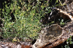 Menodora
