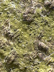 Eopyrenula intermedia