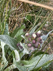 Senecio smithii