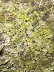 Eopyrenula intermedia