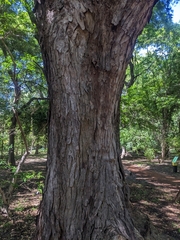 Parapiptadenia excelsa