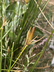 Marsippospermum grandiflorum
