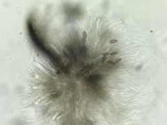 Eopyrenula intermedia