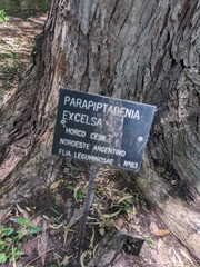 Parapiptadenia excelsa