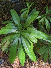 Pouteria gardneriana