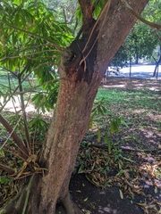 Pouteria gardneriana