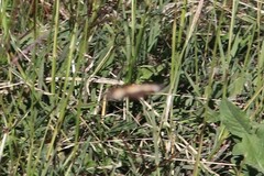 Chlosyne lacinia adjutrix