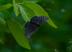 Melanis cephise