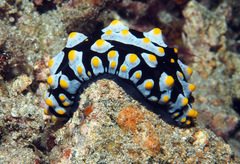 Phyllidia varicosa