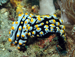 Phyllidia varicosa