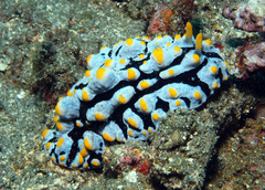 Phyllidia varicosa