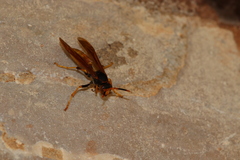 Polistes comanchus