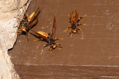 Polistes comanchus
