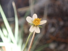 Bidens bigelovii