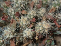 Grusonia