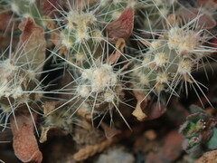 Grusonia