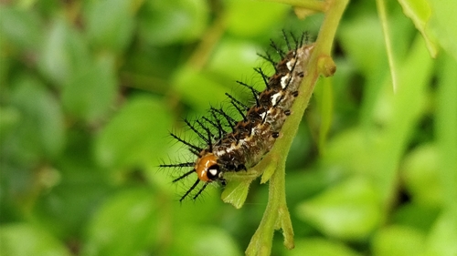 Common Leopard