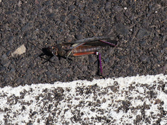 Anacridium melanorhodon