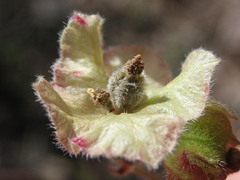 Mirabilis linearis linearis