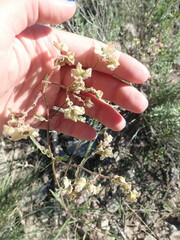 Mirabilis linearis linearis