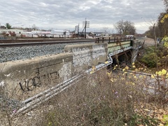 Centaurea stoebe australis