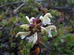 Pedicularis lapponica