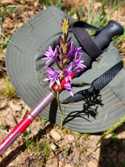 Thereianthus spicatus