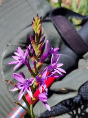 Thereianthus spicatus