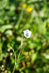 Linum bienne