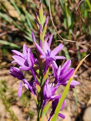 Thereianthus spicatus