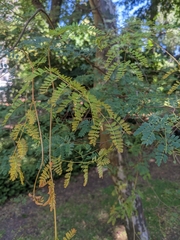 Libidibia paraguariensis