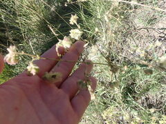 Mirabilis linearis linearis