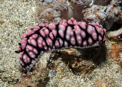 Phyllidiella pustulosa