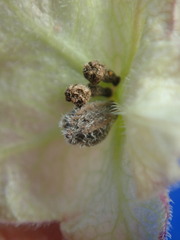 Mirabilis linearis linearis