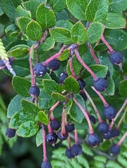 Vaccinioideae