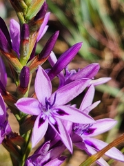 Thereianthus spicatus