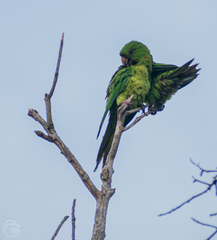 Psittacara holochlorus