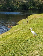 Eudocimus albus