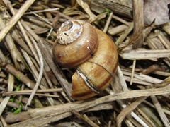 Viviparus contectus