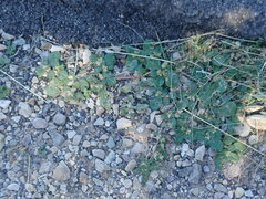 Gomphrenoideae