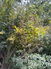 Artemisia messerschmidtiana