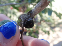 Pachypsylla