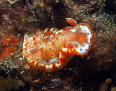Hexabranchus sanguineus