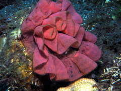 Hexabranchus sanguineus