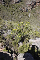 Hymenolepis crithmifolia