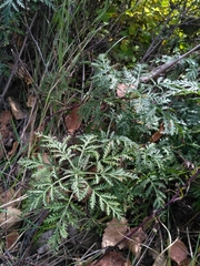 Artemisia messerschmidtiana