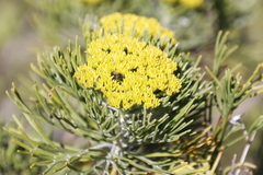Hymenolepis crithmifolia
