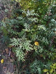 Artemisia messerschmidtiana